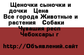 Щеночки-сыночки и дочки › Цена ­ 30 000 - Все города Животные и растения » Собаки   . Чувашия респ.,Чебоксары г.